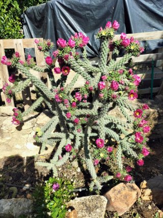 Cactus