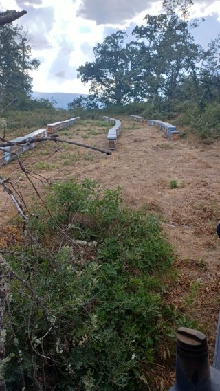 Terreno, parcela para colmenas
