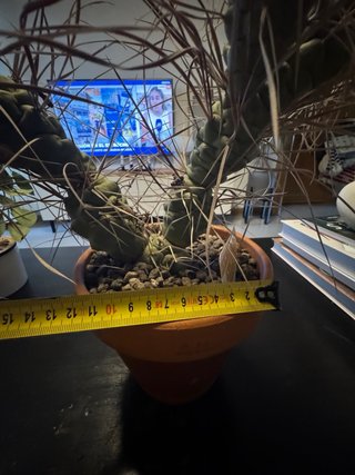 Cactus Tephrocactus articulatus v. papyracanthus