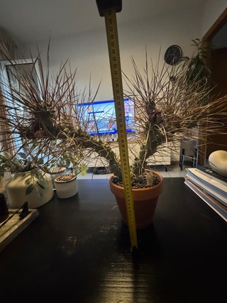 Cactus Tephrocactus articulatus v. papyracanthus