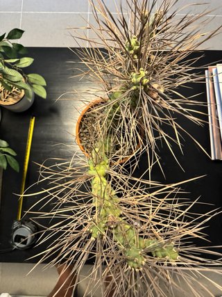 Cactus Tephrocactus articulatus v. papyracanthus