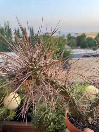 Cactus Tephrocactus articulatus v. papyracanthus