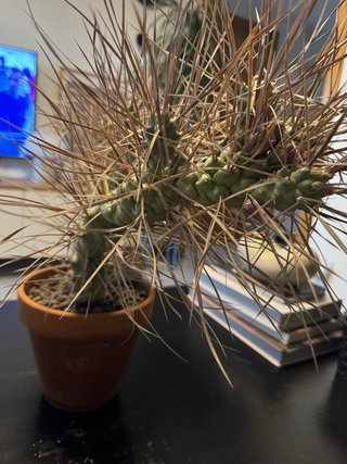 Cactus Tephrocactus articulatus v. papyracanthus