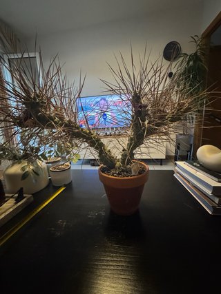 Cactus Tephrocactus articulatus v. papyracanthus