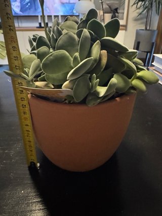 Crassula Morgan's Beauty planta suculenta