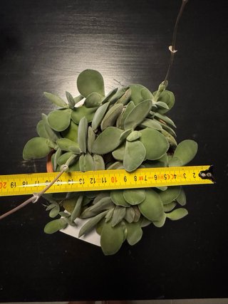 Crassula Morgan's Beauty planta suculenta
