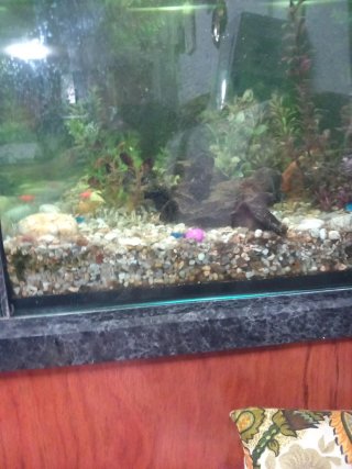 Acuario 200 Litros con Mueble Negociable
