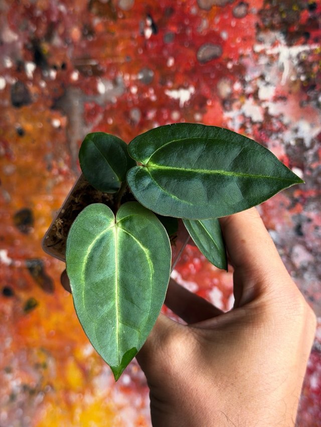 Anthurium Carlablackiae seedling - 1