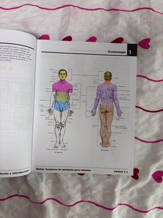 Netter cuaderno de anatomía para colorear