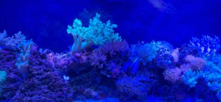 Acuario Marino Completo