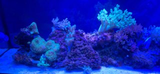 Acuario Marino Completo