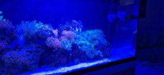 Acuario Marino Completo