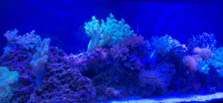 Acuario Marino Completo