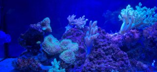 Acuario Marino Completo