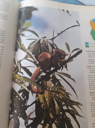 Fauna australia