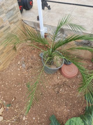 Palmera Canaria en Maceta