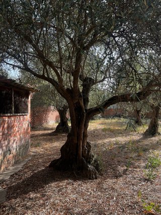 Olivo ornamental o de producción