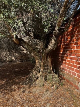 Olivo ornamental o de producción