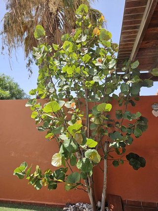 Casa adosada en venta en Zona Centro en Puerto del Rosario