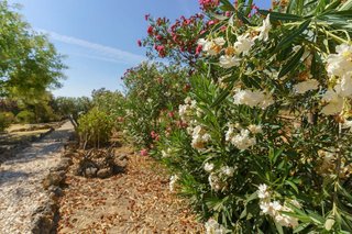 Casa rural en venta en Palma del Condado (La)