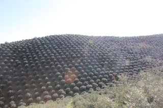 Casa rural en venta en Alcaracejos