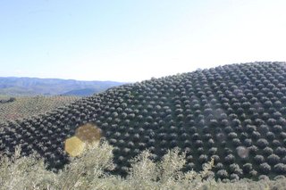 Casa rural en venta en Alcaracejos