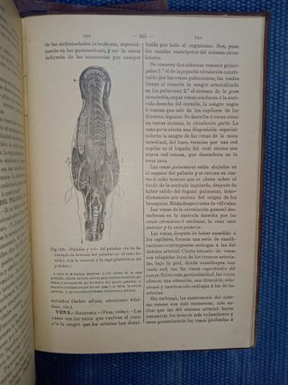 libro antiguo: Diccionario de veterinaria