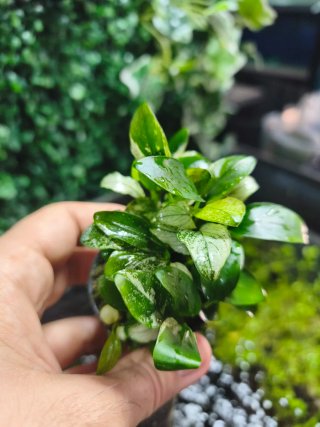 Anubias Pinto Variegata para acuario rocas troncos