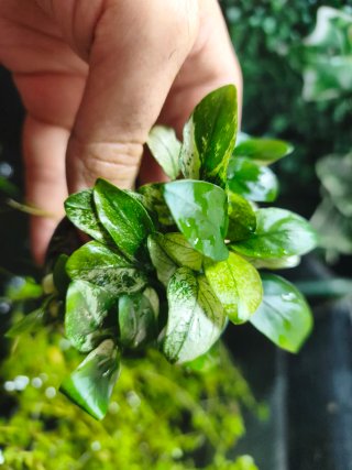 Anubias Pinto Variegata para acuario rocas troncos