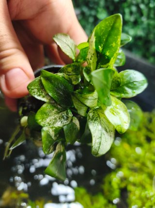 Anubias Pinto Variegata para acuario rocas troncos