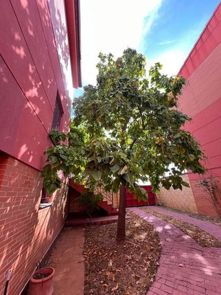 Casa adosada en venta en Mejostilla en Cáceres