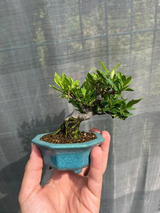 Bonsái Gardenia