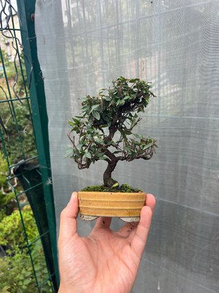 Bonsái Chirimei, Trachelospermun