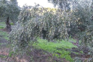 Cortijo en venta en Pozoblanco