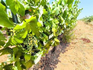 Terreno en venta en Yecla