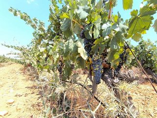 Terreno en venta en Yecla
