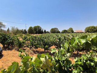Terreno en venta en Yecla