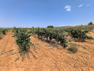 Terreno en venta en Yecla