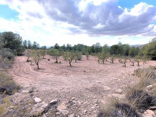 Terreno en venta en Yecla