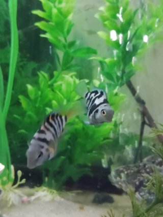Pecera Tiburón Realista