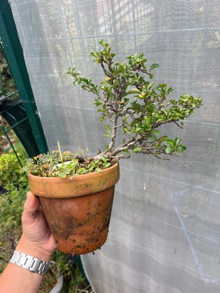 Bonsai chojubai