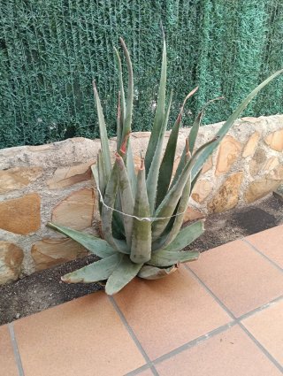 Planta Aloe Vera