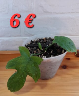 Plantas verdes varías.
