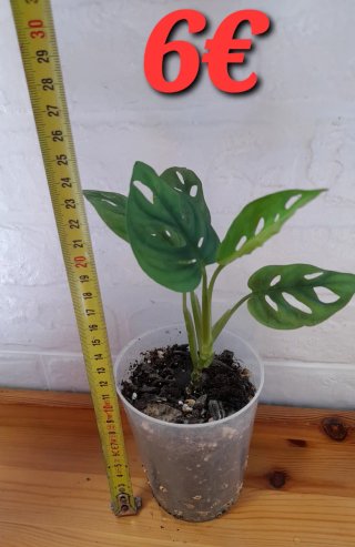 Plantas verdes varías.