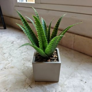 Planta decorativa Aloe Vera