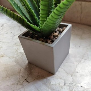 Planta decorativa Aloe Vera