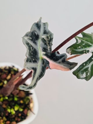 Alocasia nobilis K pink #2