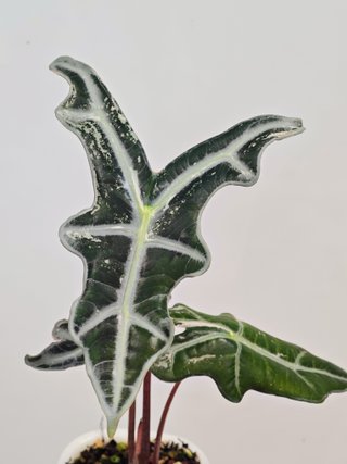 Alocasia nobilis K pink #2