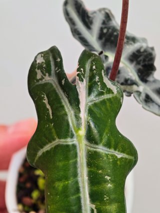 Alocasia nobilis K pink #2