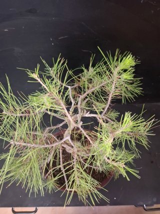 Bonsái Pino Halepensis